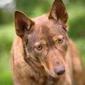 American Indian Dog