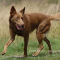 American Indian Dog