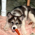 American Indian Dog