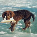 Amerikaanse Water Spaniel