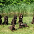Amerikaanse Water Spaniel
