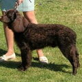 Amerikaanse Water Spaniel