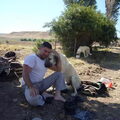 Anatolische Herdershond