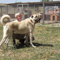 Anatolische Herdershond