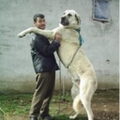 Anatolische Herdershond