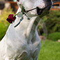 Argentijnse Dog