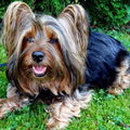Australian Silky Terrier
