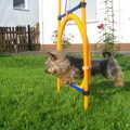 Australian Silky Terrier