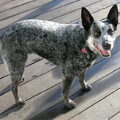 Australian Stumpy Tail Cattle Dog