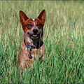 Australian Stumpy Tail Cattle Dog