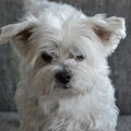 Maltezer