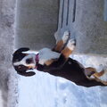 Entlebucher Sennenhond