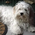 Tibetaanse Terrier
