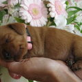Basset Fauve de Bretagne