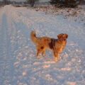 Australian Shepherd