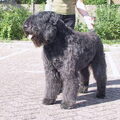 Bouvier des Flandres