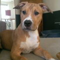 American Staffordshire Terrier