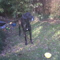 Duitse Dog