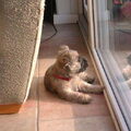 Cairn Terrier