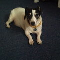 Jack Russell Terrier