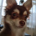 Chihuahua, langhaar
