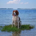 Ierse Setter