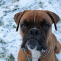Boxer