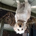 Labradoodle