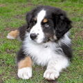 Berner Niederlaufhund
