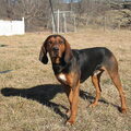 Black and Tan Coonhound