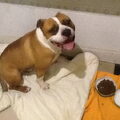 American Staffordshire Terrier