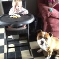 American Staffordshire Terrier