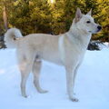 Canaänhond