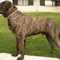 Cão de Castro Laboreiro
