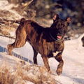 Cão Fila de São Miguel