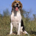 Chien d'Artois