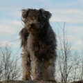 Pumi