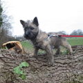 Cairn Terrier