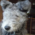 Pumi