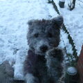 Pumi