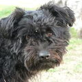 Pumi