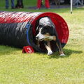 Grote Zwitserse Sennenhond