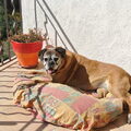 Boxer