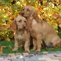 Basset Fauve de Bretagne