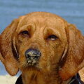 Basset Fauve de Bretagne