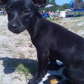 Dwergpinscher