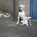 Boxer