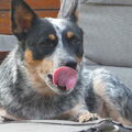Australian Cattle Dog