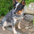 Australian Cattle Dog