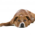 Oostenrijkse Pinscher